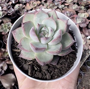 E. COLORATA HAAGE POTE 9