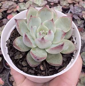 E. COLORATA HAAGE POTE 9