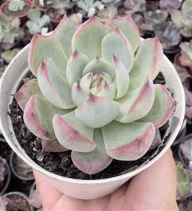 E. COLORATA HAAGE POTE 9