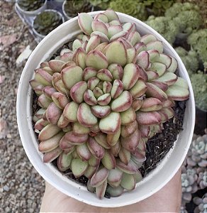 E. DIAMOND HEART POTE 9