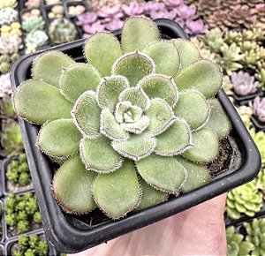 E. PAULA POTE 7