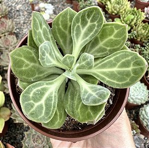 SENECIO OBOVATUS POTE 9