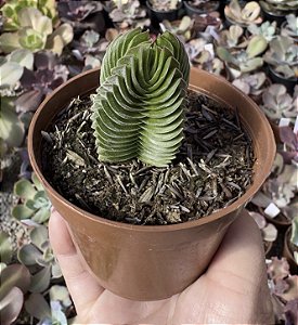 CRASSULA TEMPLO DE BUDA POTE 9