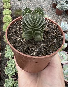 CRASSULA TEMPLO DE BUDA POTE 9