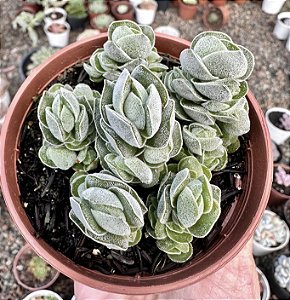 C. IVORY PAGODA COLÔNIA POTE 9