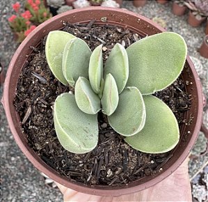 C. DÚBIA POTE 9