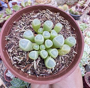 FENESTRARIA AURANTHIACA (DEDO DE ET) POTE 9