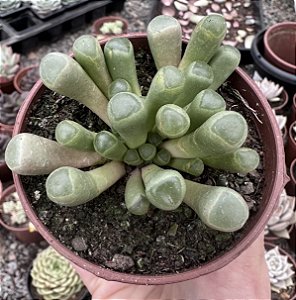 FENESTRARIA AURANTHIACA (DEDO DE ET) POTE 9