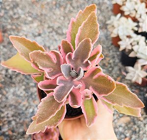 KALANCHOE LACINATA POTE 9