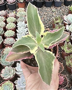 KALANCHOE LACINATA POTE 9