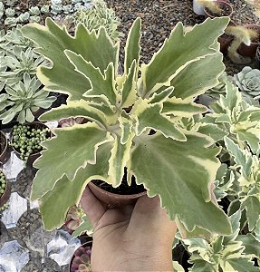 KALANCHOE LACINATA POTE 9