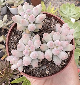 P. BABY FINGER COLÔNIA POTE 9