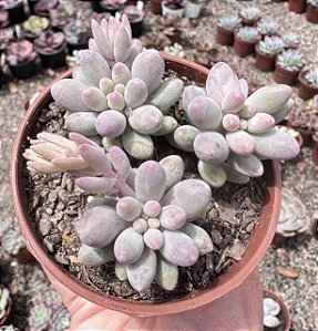 P. BABY FINGER COLÔNIA POTE 9