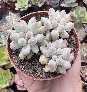 P. BABY FINGER COLÔNIA POTE 9