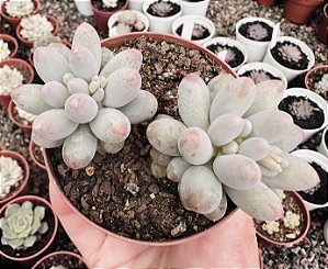 P. BABY FINGER COLÔNIA POTE 9