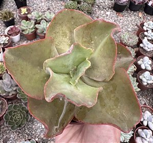 E. GIBB. EASTER BONNET POTE 9