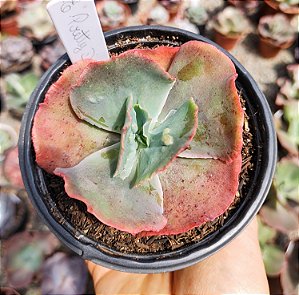E. GIBB. PRETTY DARKNESS POTE 11