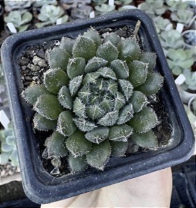 E. SCORPIO POTE 7