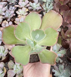 E. VIRGINIA LEE POTE 9