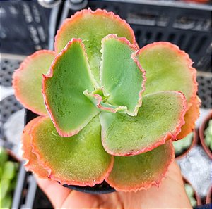 E. VIRGINIA LEE POTE 9