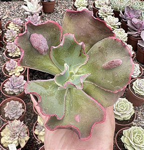 E. VIRGINIA LEE POTE 9