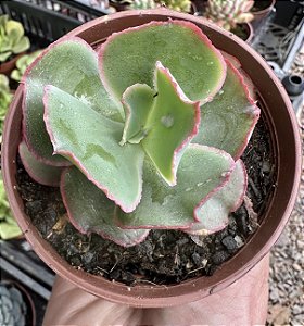 E. VIRGINIA LEE POTE 9