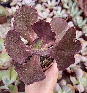 E. GIBB. CHOCOLATE RUFFLES POTE 9