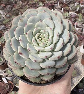 ECH. MINIMA WHITE POTE 9
