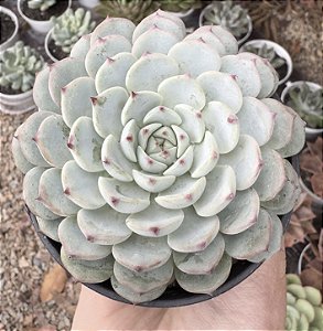 ECH. MINIMA WHITE POTE 9
