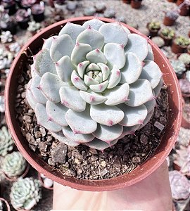 ECH. MINIMA WHITE POTE 9