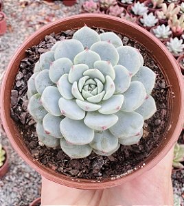 ECH. MINIMA WHITE POTE 9