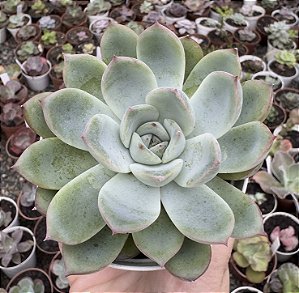 ECH. ANISE POTE 9