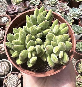 C. AUSENSIS COLÔNIA POTE 9