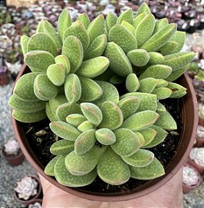 C. AUSENSIS COLÔNIA  POTE 9