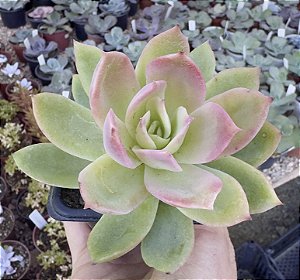 E. GOLDEN GLOW POTE 7