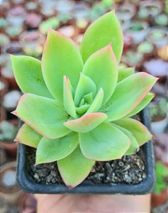 E. GOLDEN GLOW POTE 7