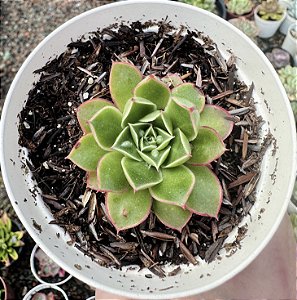 E. LONGISSIMA COM CARÚNCULAS POTE 9