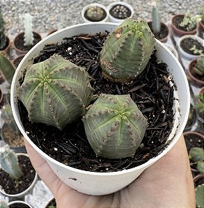 EUPHORBIA GLOBOSA 2 POTE 9