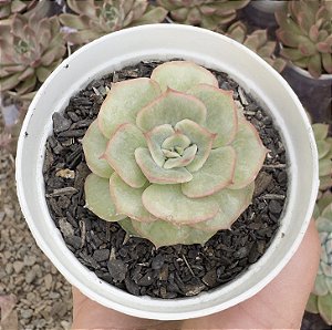 E. HANNAH POTE 9