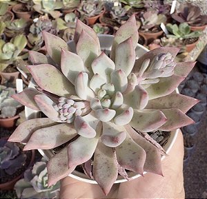 GRAP. ORANGE SHERBET POTE 9