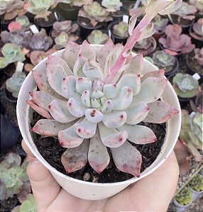 GRAP. ORANGE SHERBET POTE 9