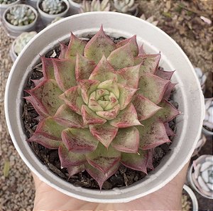 E. NYMERIA (COREANA) POTE 9