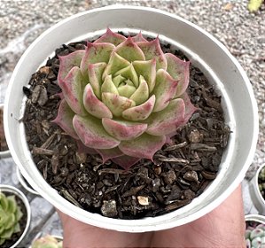 E. NYMERIA (COREANA) POTE 9