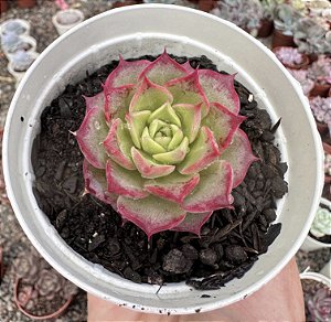 E. NYMERIA (COREANA) POTE 9