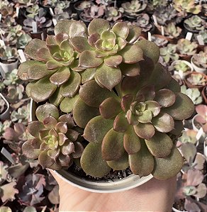 E. CHROMA X JUJENSIS POTE 9