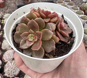 E. CHROMA X JUJENSIS POTE 9