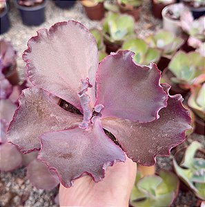 E. GIBB. JANE NAYLOR POTE 9