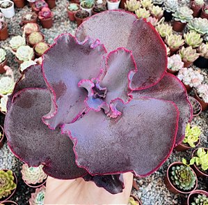 E. GIBB. JANE NAYLOR POTE 9