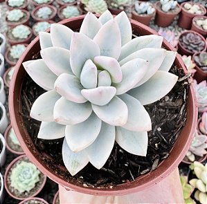 E. SIMONOASA VAR. POTE 9