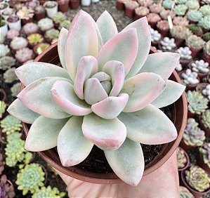 E. SIMONOASA VAR. POTE 9